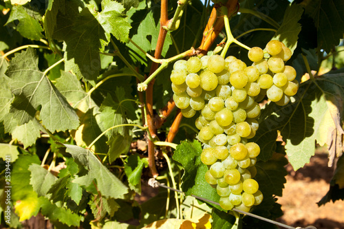 Wallpaper Mural Ripe white grapes with water droplets hanging on the vine Torontodigital.ca