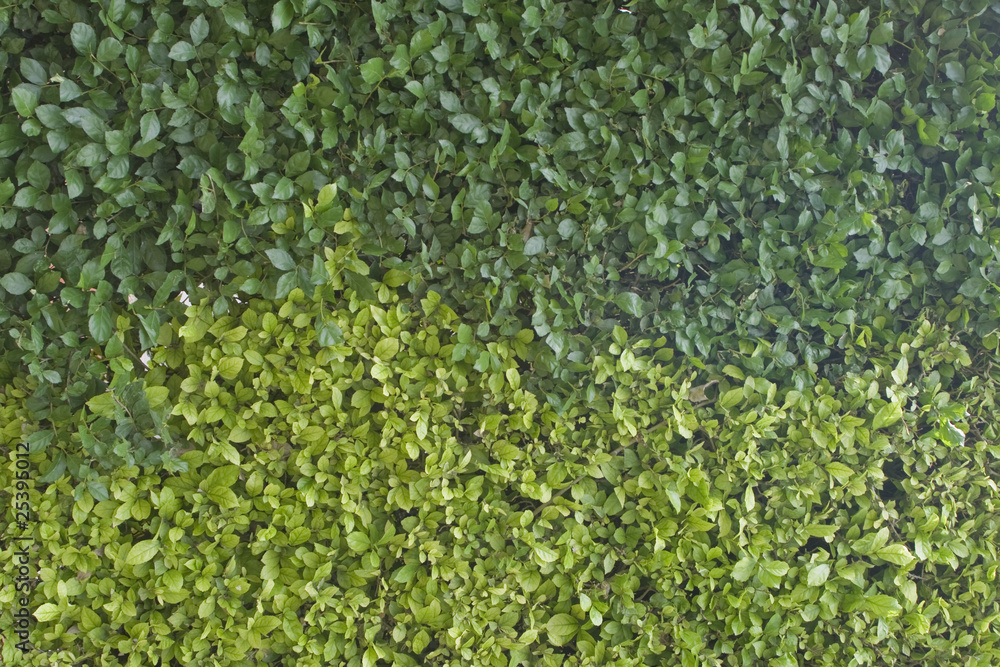 Ivy wall Ivy wall
