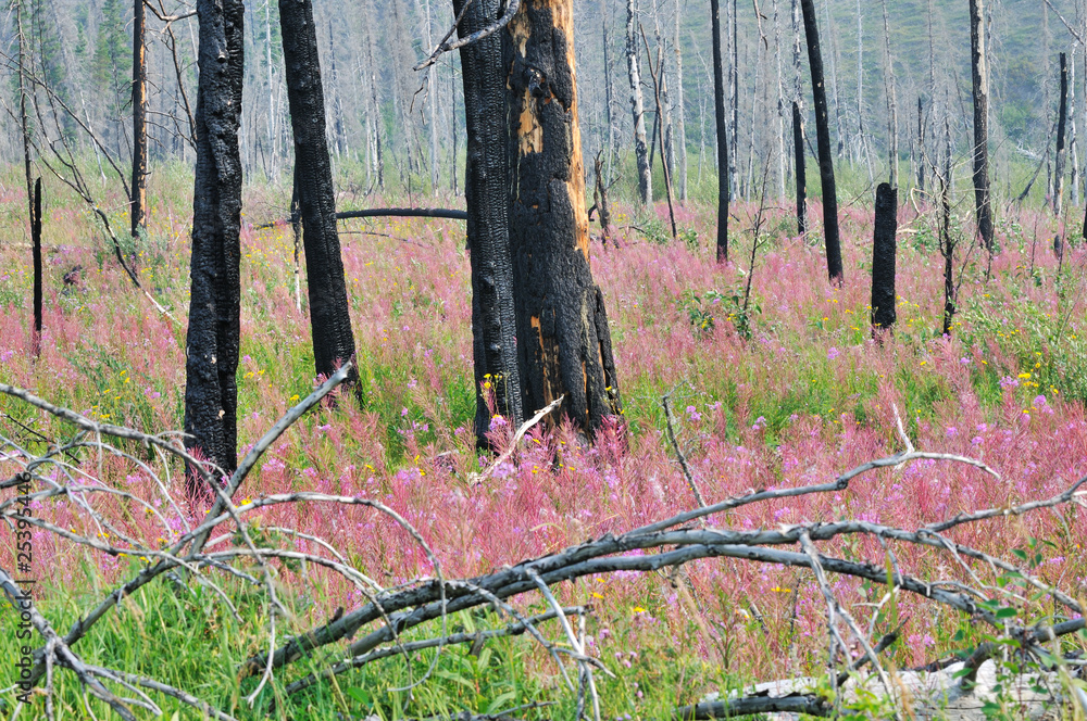 Burnt trees at a forest setting