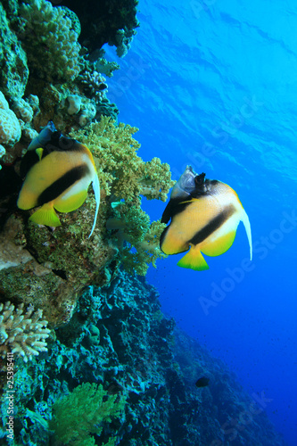 Pair of Red Sea Bannerfish