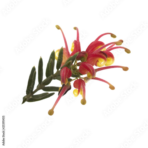 bright Spring flower Grevillea Fireworks australian native plant