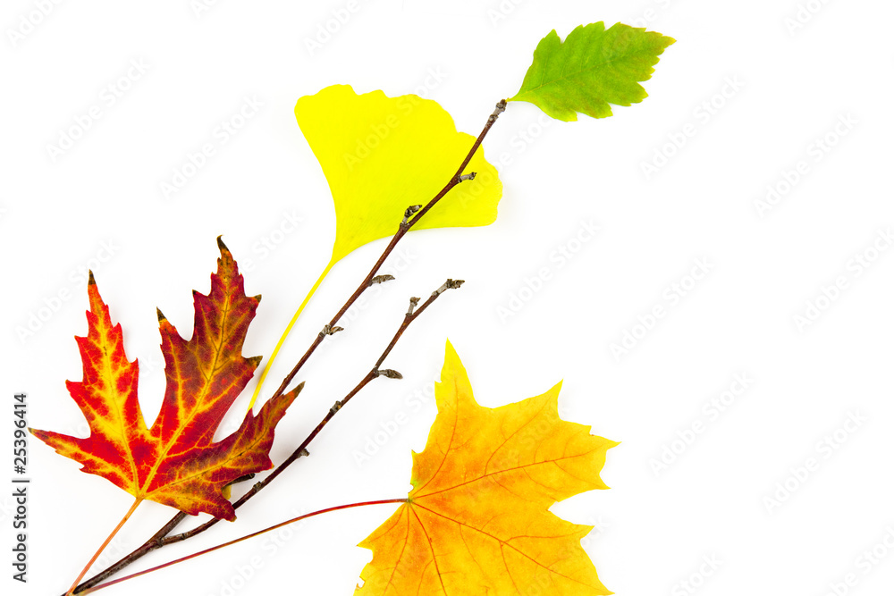 Autumn design element / beautiful real leaves / isolated on whi Autumn design element / beautiful real leaves / isolated on whi