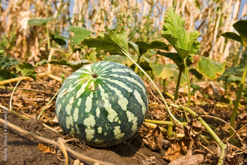 small watermelon on a field