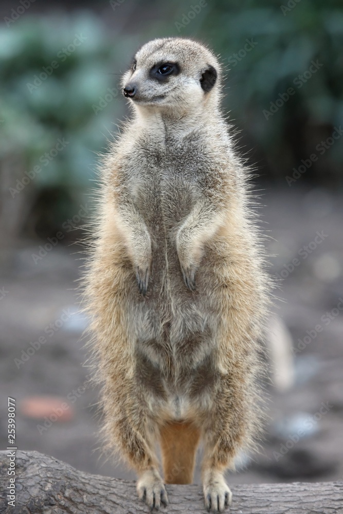 Fototapeta premium Suricate or Meerkat