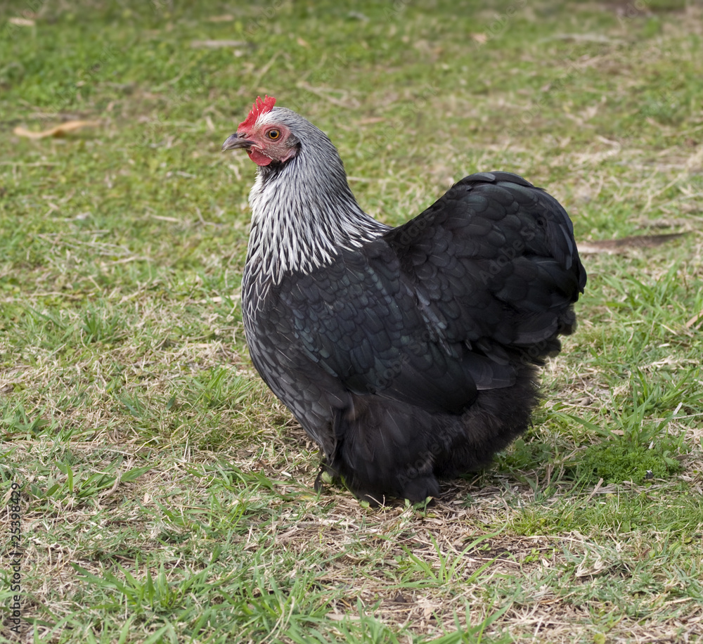 Spring time pekin black Bantam Hen free range on grass Spring time pekin black Bantam Hen free range on grass