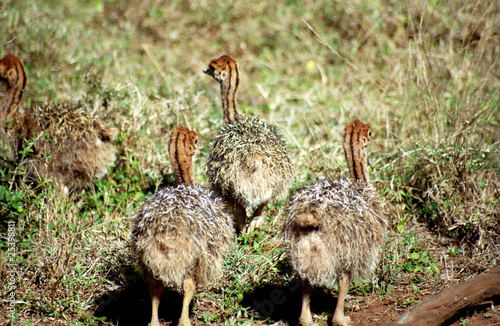 Ostrich chicks, Hlane Royal National Park, Swaziland photo