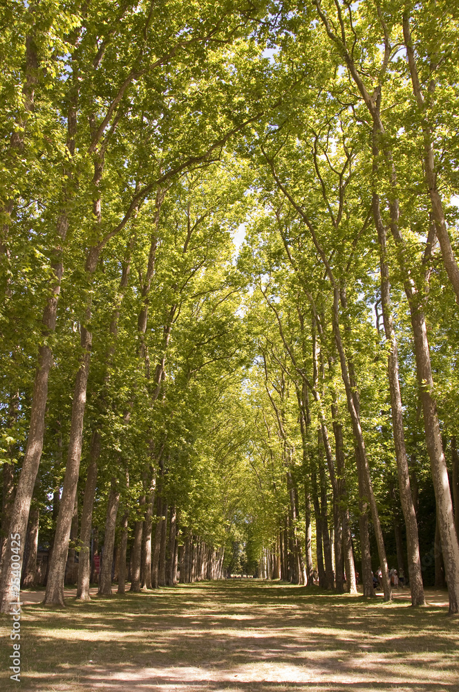 Allée de la Reine - Parc du château de Versailles - France