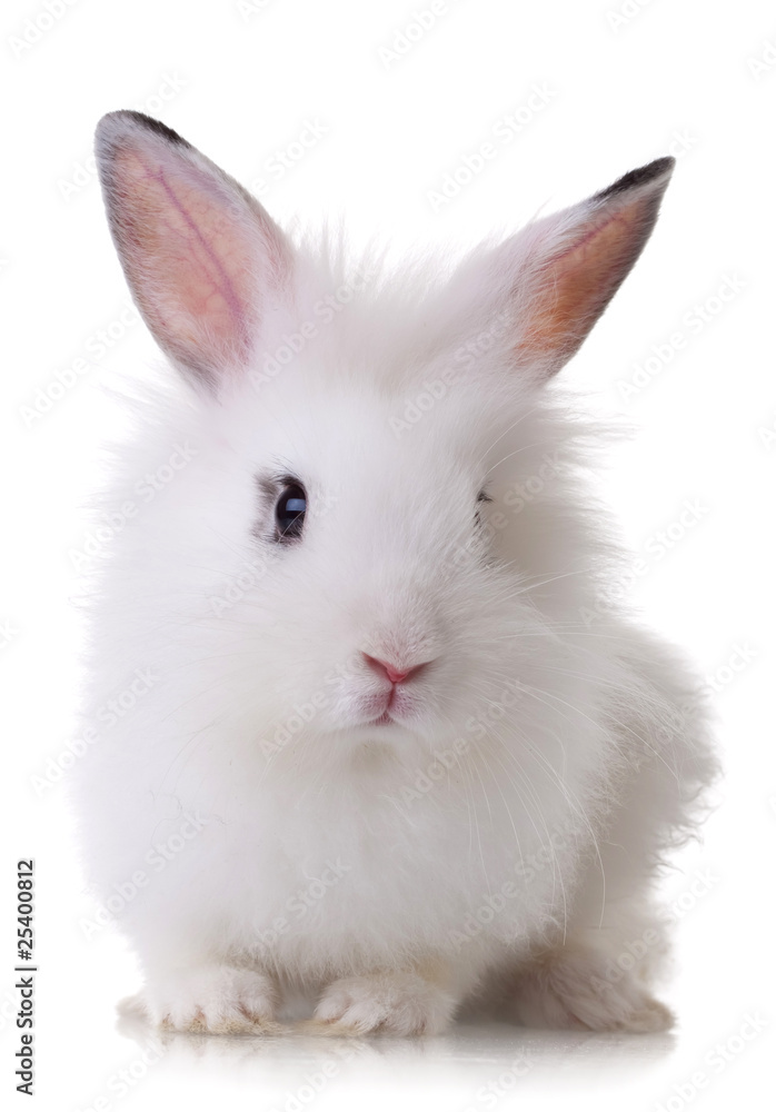 portrait of a little rabbit