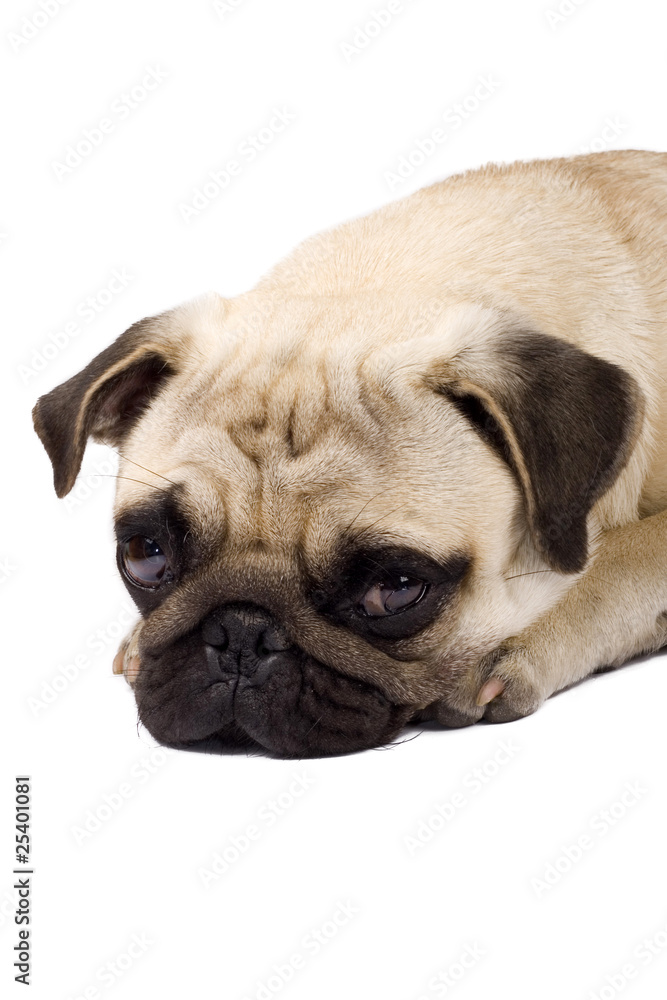 sad pug puppy