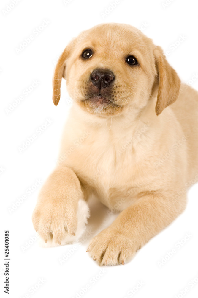labrador puppy with fur ball