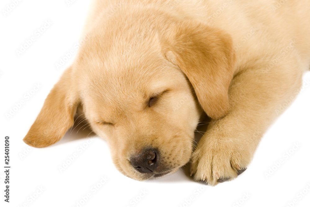 Sleeping Labrador retriever