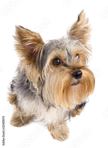 top view of a yorkie