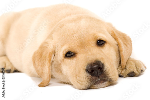 sleepy Puppy Labrador