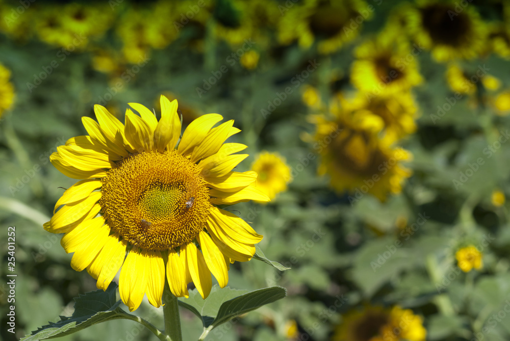 Sunflowers Meadow in Tuscany Sunflowers Meadow in Tuscany