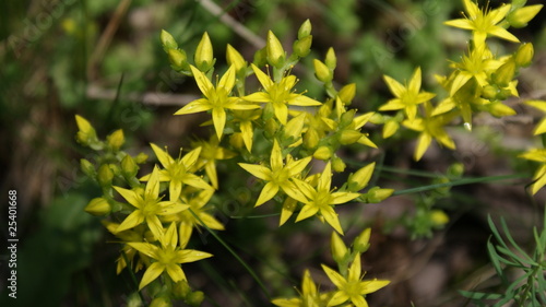 Obraz na płótnie meadow3