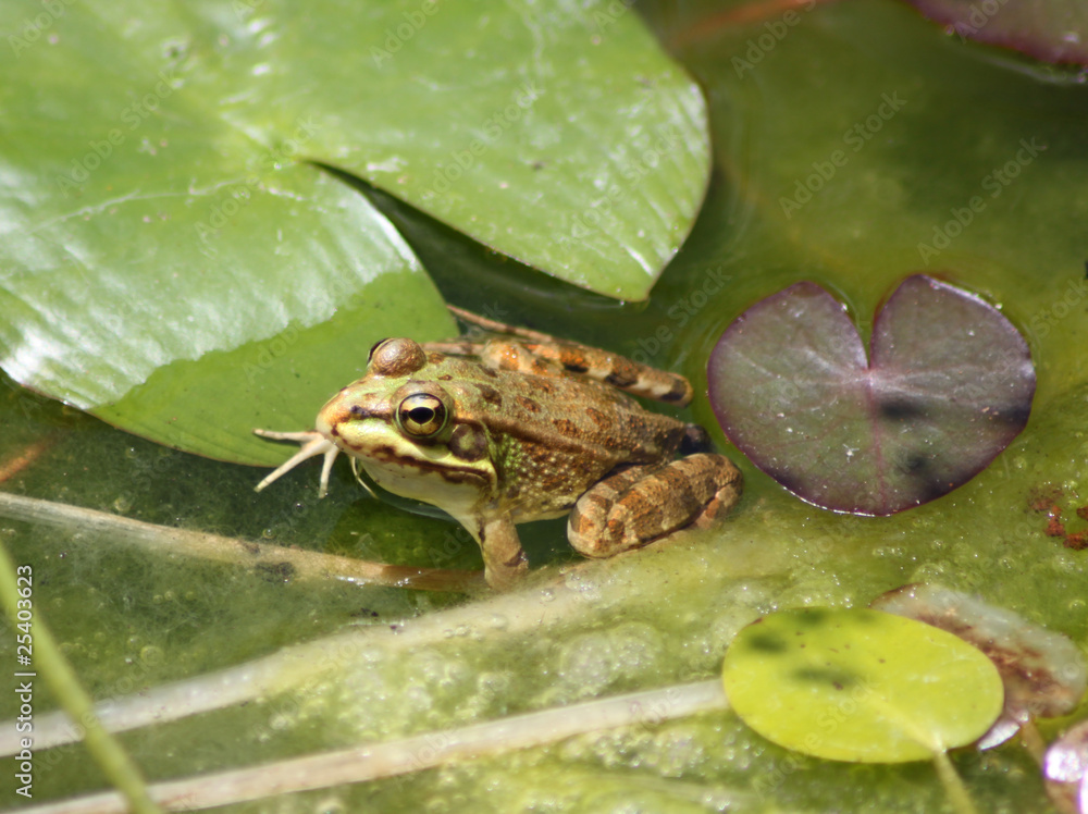 happy little frog happy little frog