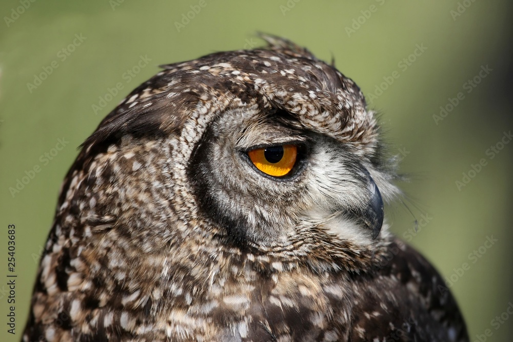 Obraz premium Spotted Eagle Owl