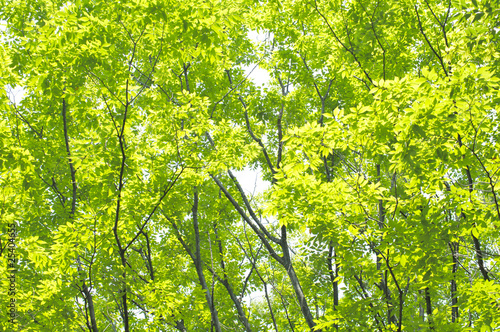 新緑のケヤキの葉