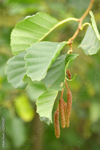 Alder black