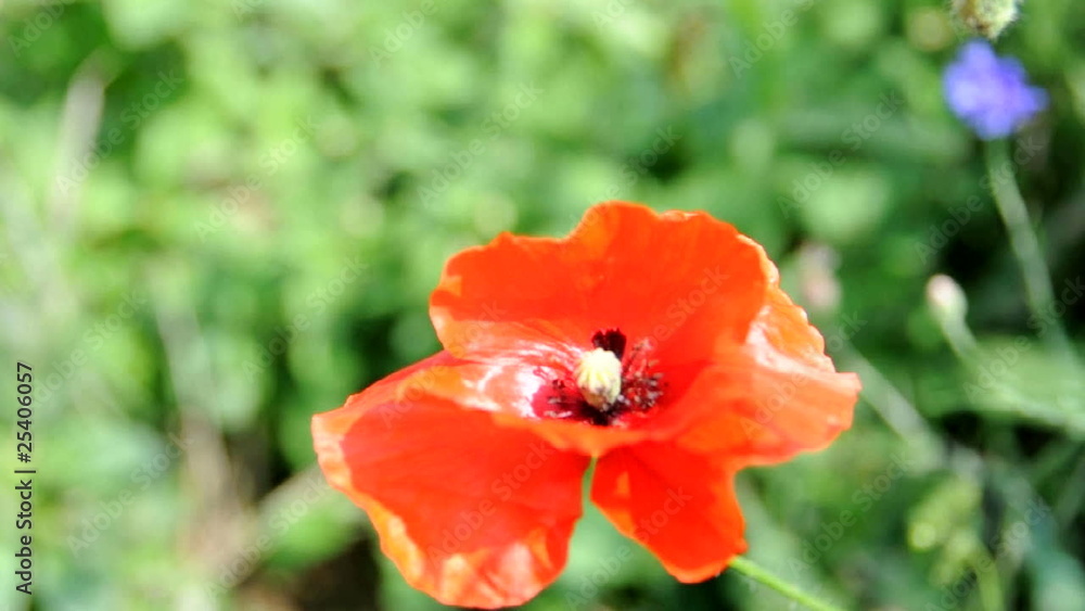 Poppy Flower - Filmed with tripod. Ready to loop. Poppy Flower - Filmed with tripod. Ready to loop.
