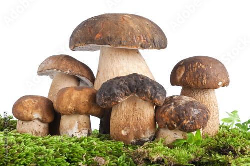 Boletus mushroom - funghi porcini su muschio