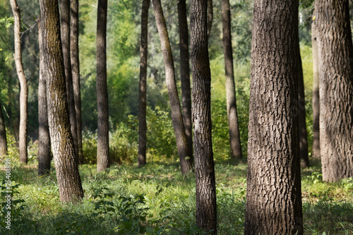 Park  oak  grove © olegusk
