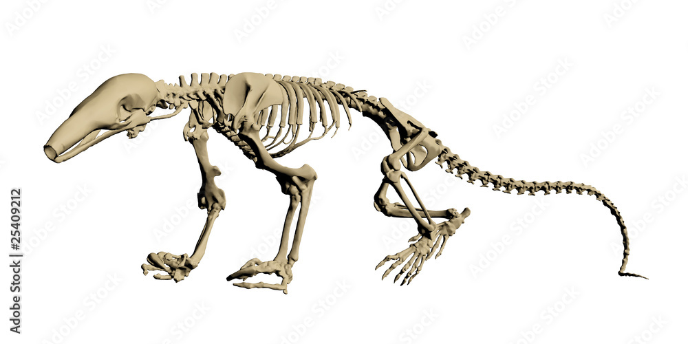 Fototapeta premium szkielet anteater