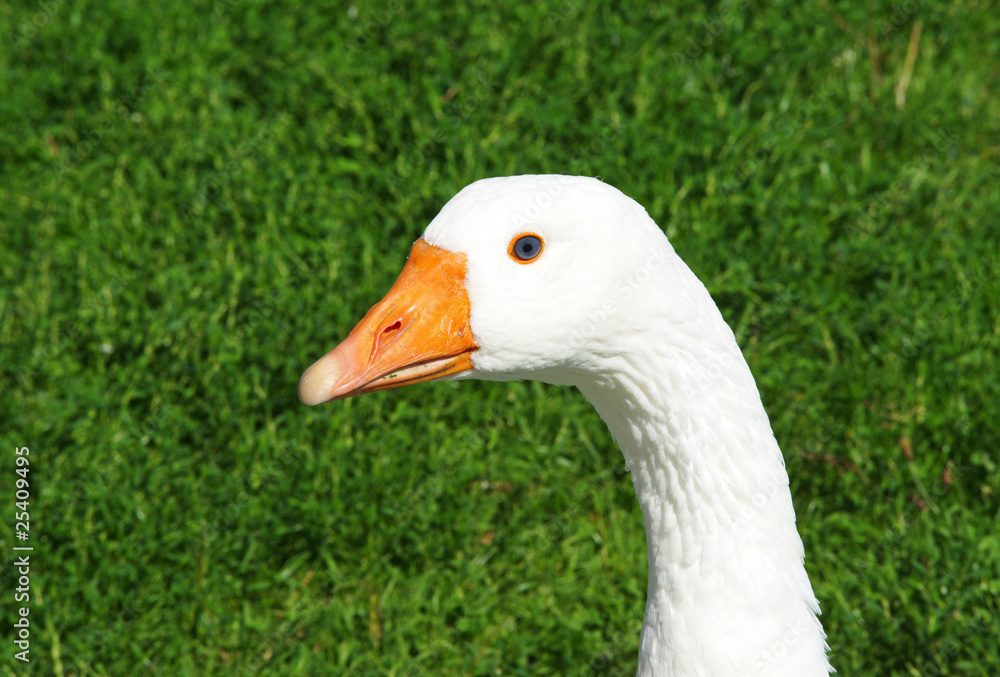 Gans - Goose Gans - Goose