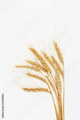 Wheat On White