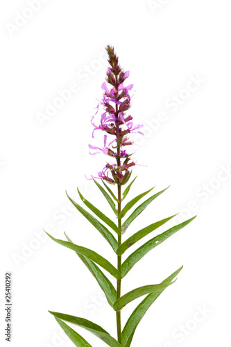 Blutweiderich (Lythrum salicaria) gerade vor weißem Hintergrund