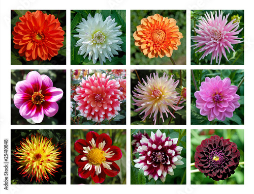 Fototapeta Naklejka Na Ścianę i Meble -  Dahlien - Kollektion