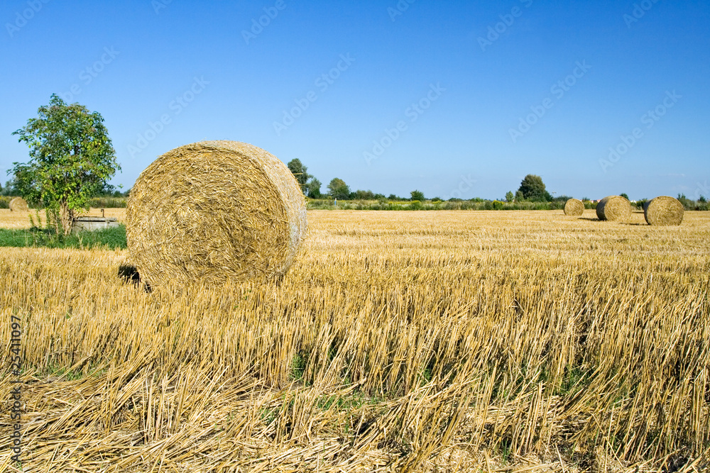 Straw rolls, business agriculture