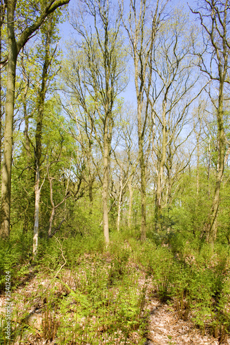 forest near Mirns, Friesland, Netherlands