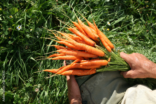 carottes récoltées par une belle journée