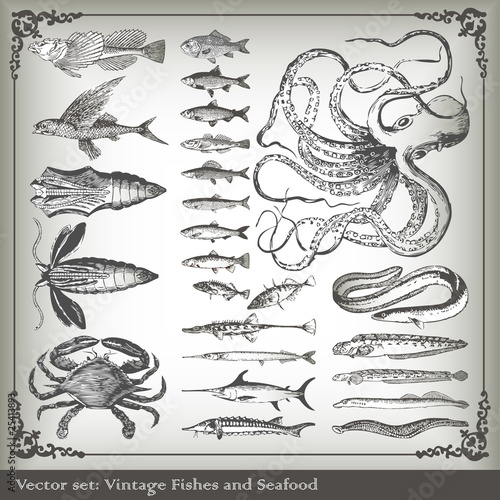 Vector set: fish and sea food