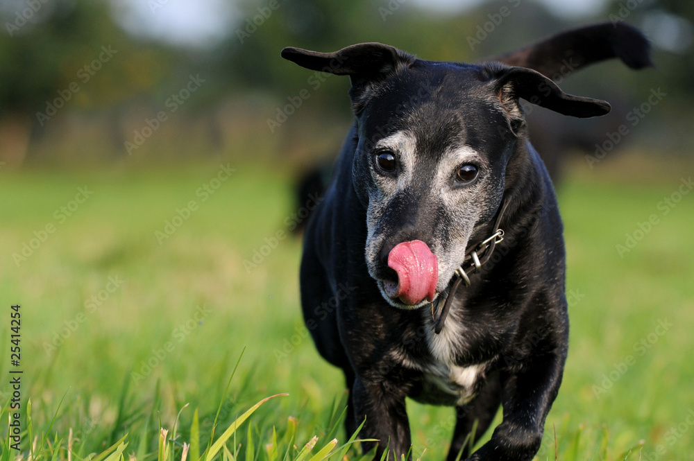 Hundesenior auf Wiese Hundesenior auf Wiese