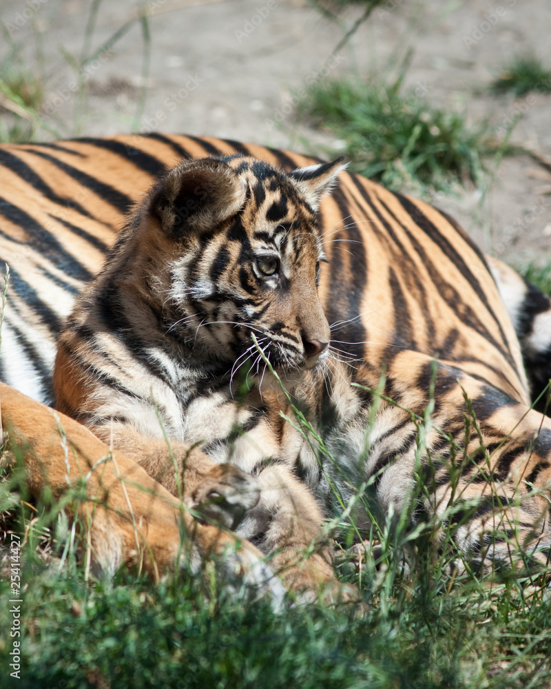 Fototapeta premium Tiger cub