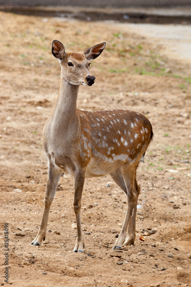 Fototapeta premium Sika Deer, Cervus nippon