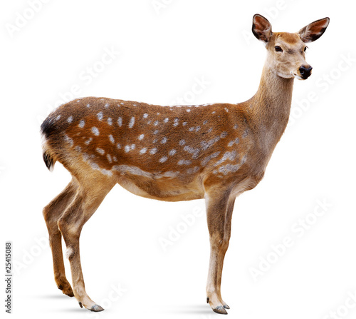 Tablou pe pânză Sika Deer, Cervus nippon