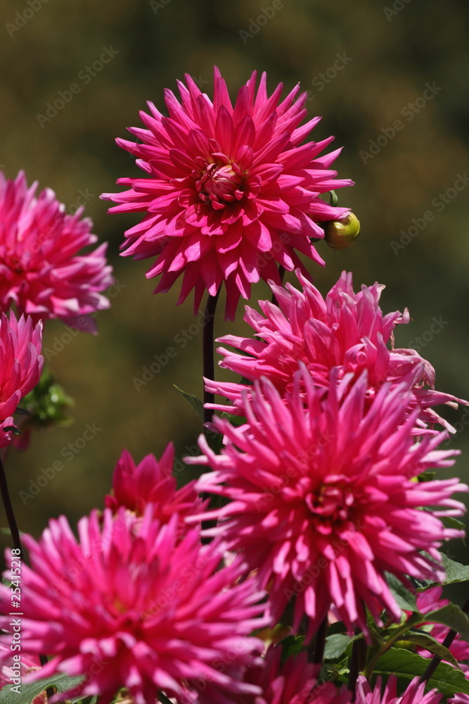 dahlia dahlia