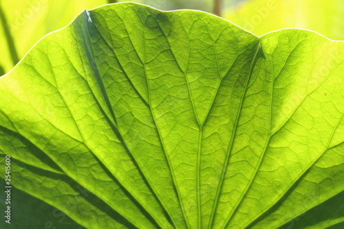 feuille de nelumbo nucifera,lotus sacré