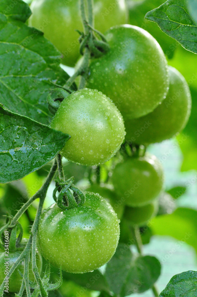 Fototapeta premium grüne Tomaten am Strauch - Wassertropfen