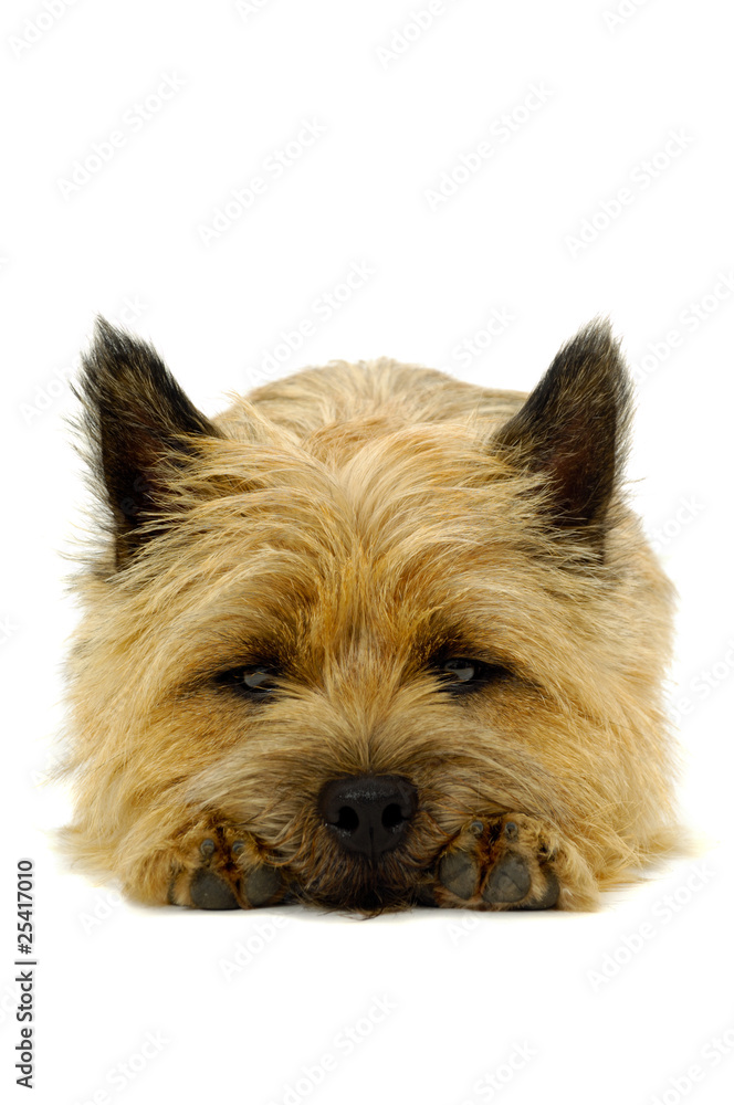 Resting dog Resting dog
