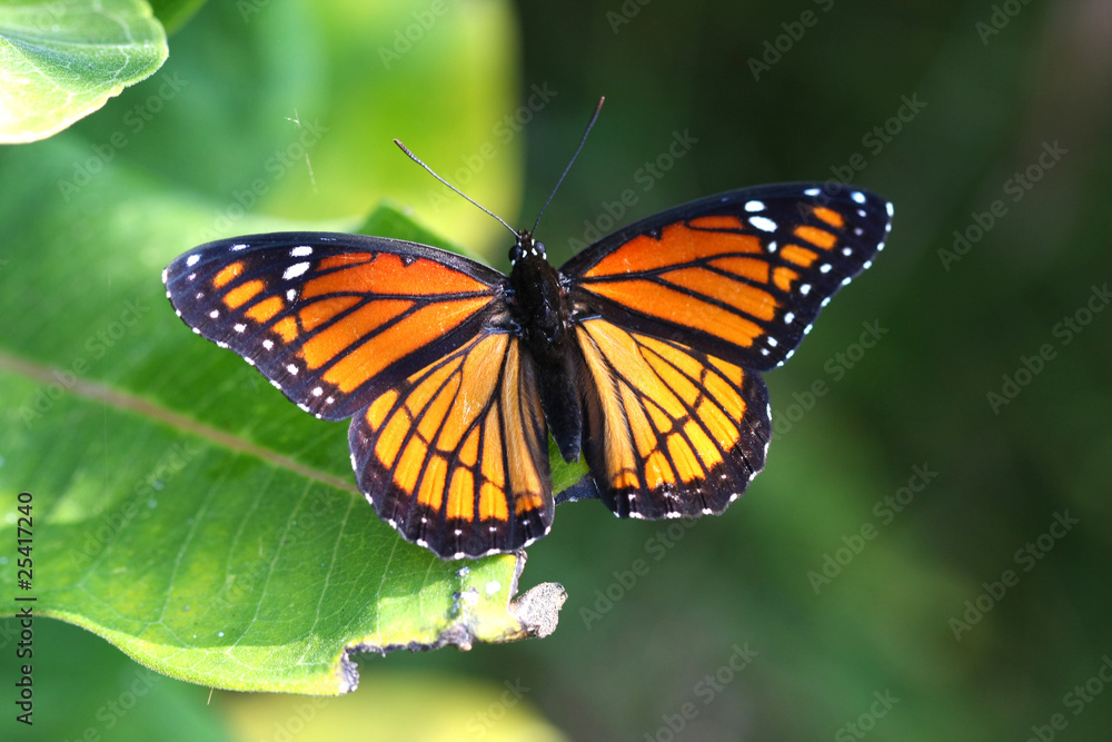 Viceroy Butterfly Limenitis archippus Viceroy Butterfly Limenitis archippus