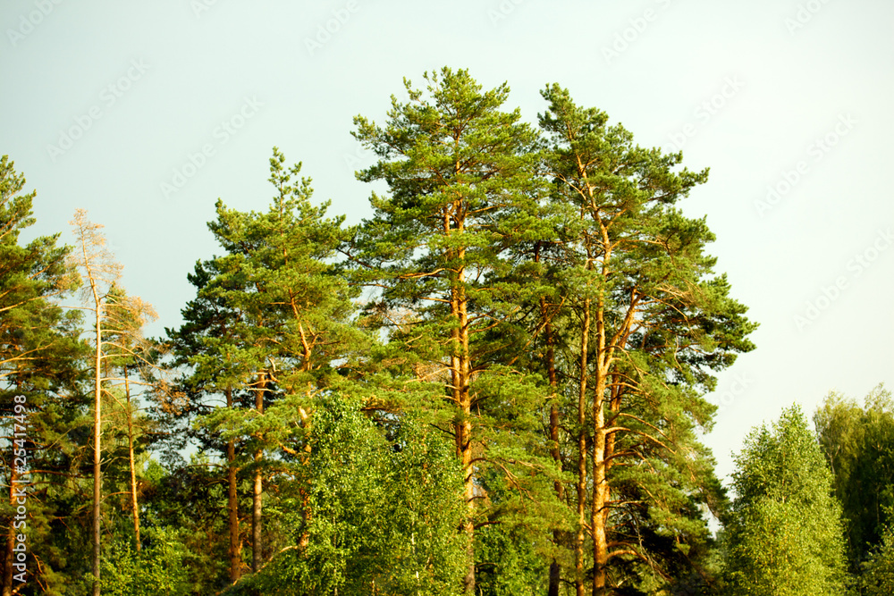 Fototapeta premium russian forest