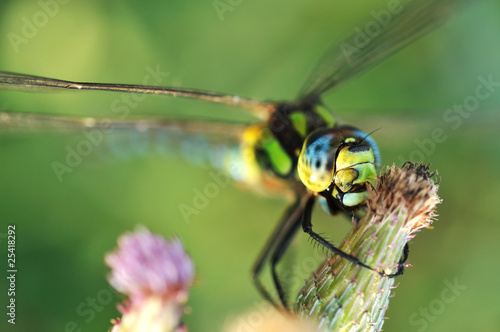 Dragonfly macro © texturis