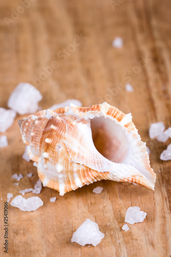 seashell and salt