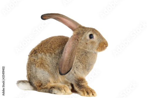 brown rabbit bunny isolated