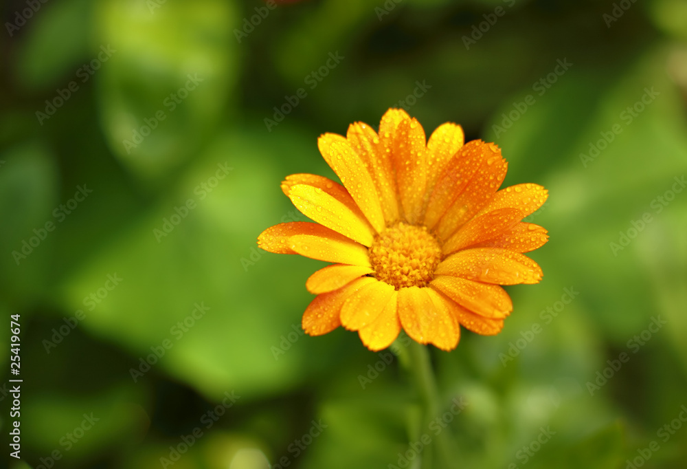 Pot Marigold flower Pot Marigold flower