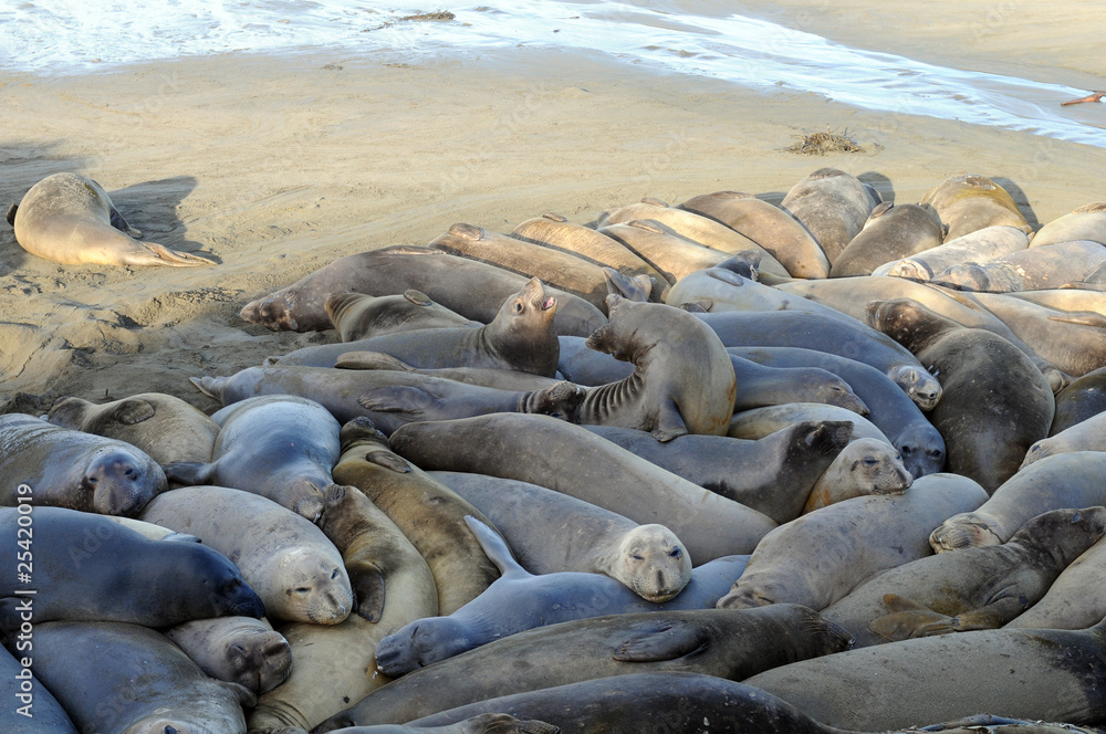 Fototapeta premium Elephant Seals crowded
